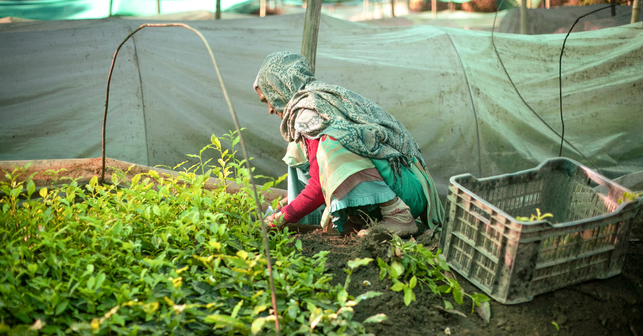 Woman farmer planting seedlings in a tea nursery