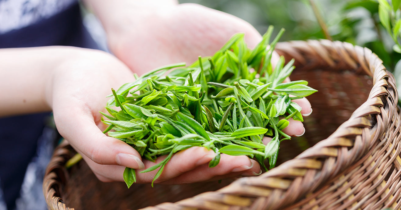 Hands holding freshly picked whole tea leaves