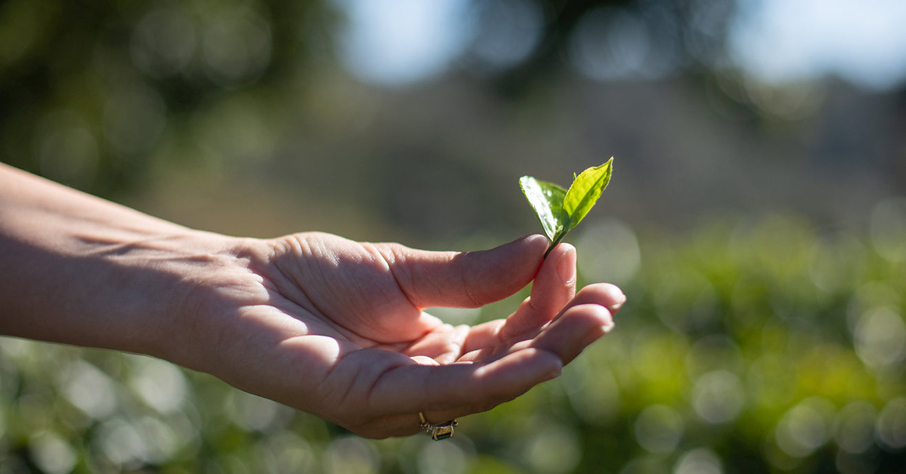 Hand holding two leaves and a bud of tea