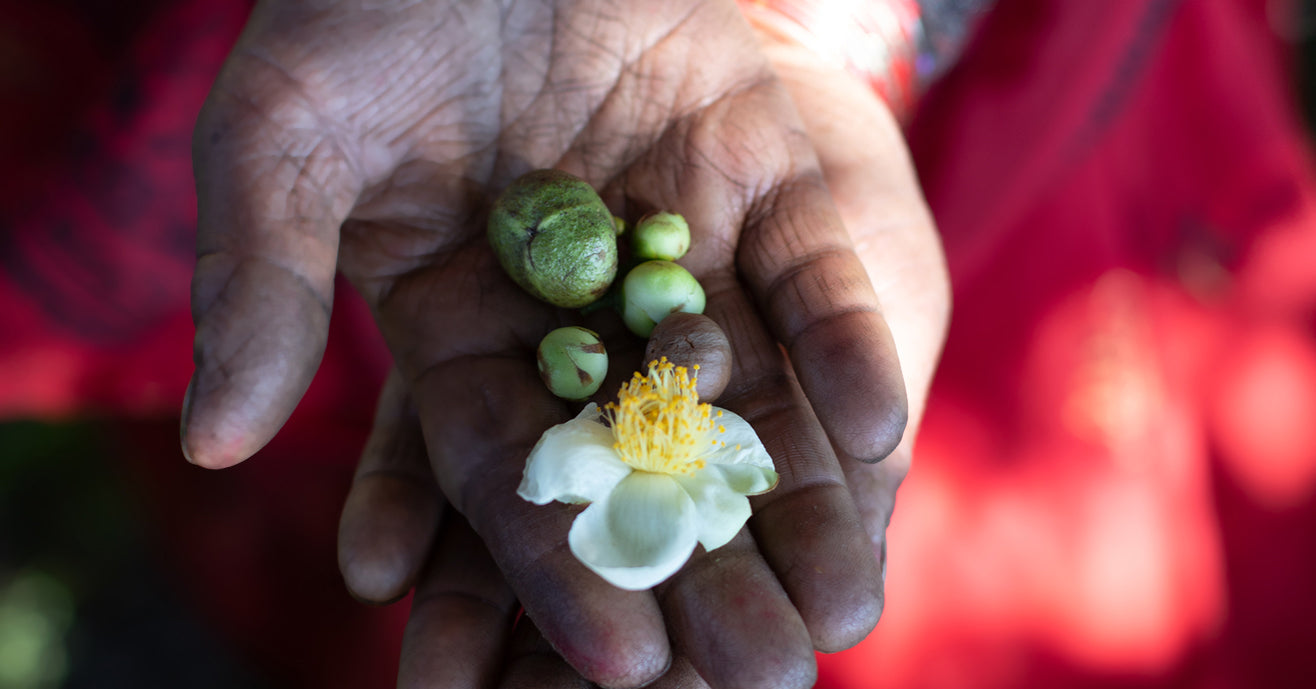 Hand holding camellia sinensis seeds and flowers