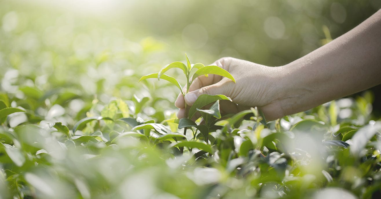 Hands picking tea leaves