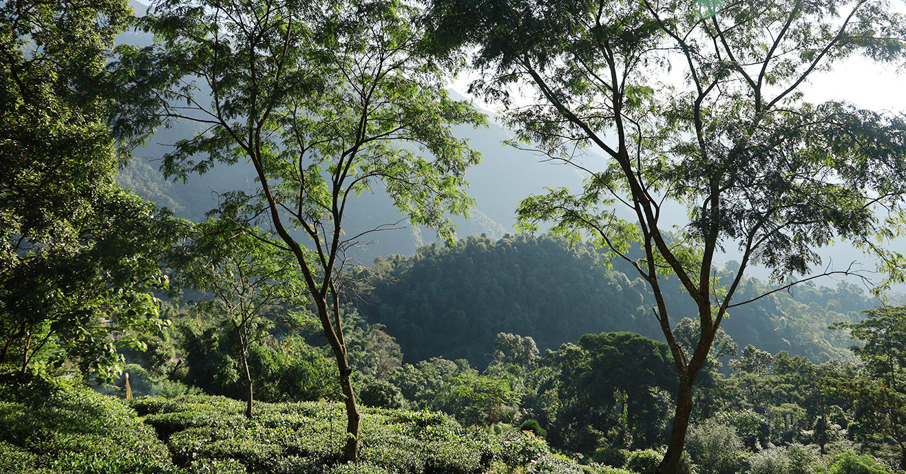 Tall trees and tea bushes in golden dawn light, Makaibari Tea Garden, Darjeeling, India