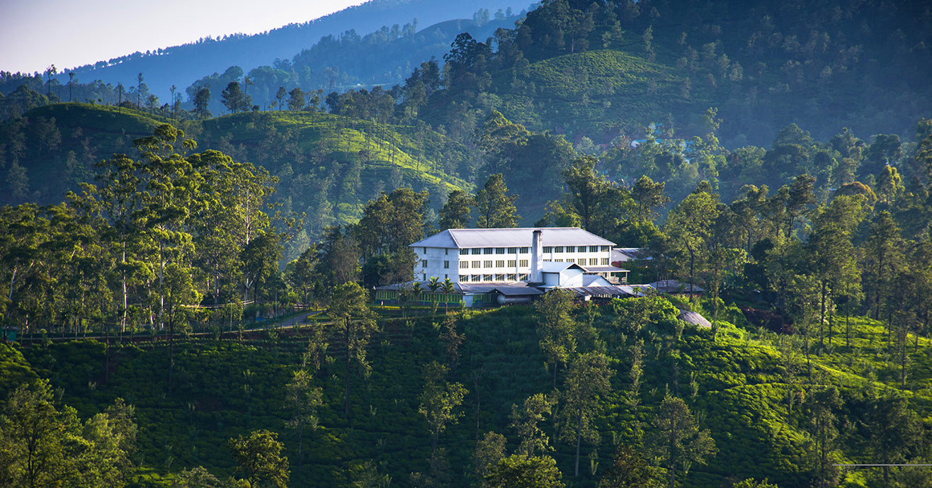 Tea Factory on Top of Tea Hills