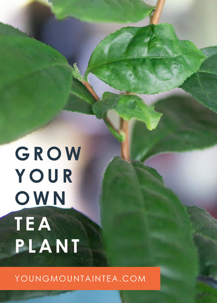 Grow Your Own Tea Plant Pin from Young Mountain Tea