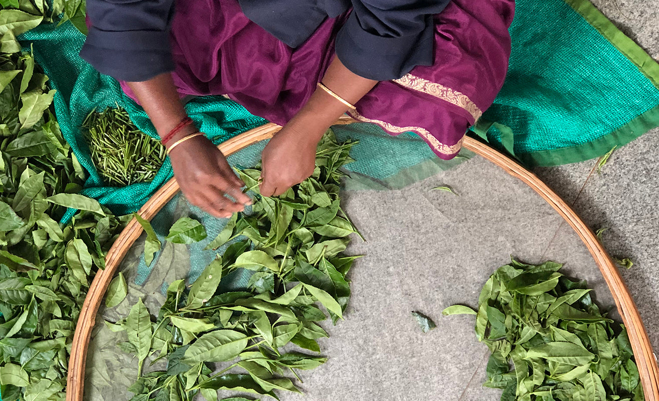 Nilgiri Woman in colorful clothes gently sorting whole leaf teas in a large round and shallow wicker tray 