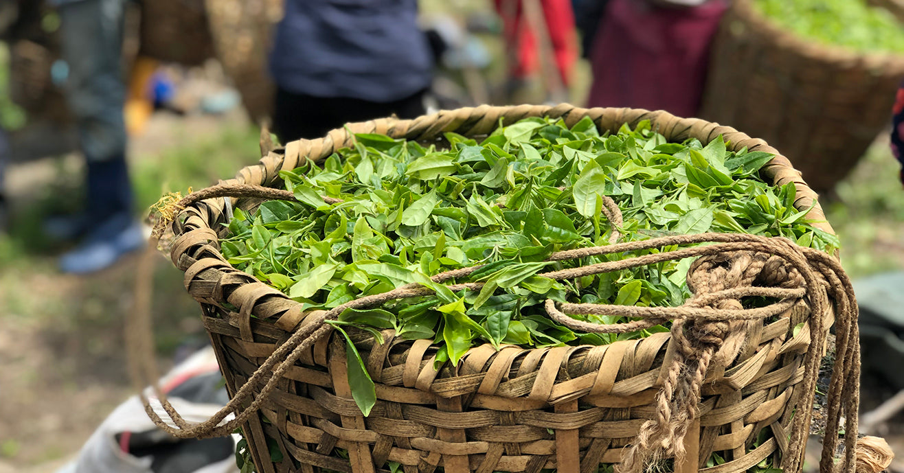 Basket filled with freshly picked tea leaves, Makaibari Tea Garden, Darjeeling, India