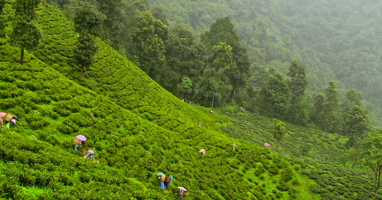 Lush green tea hills of Makaibari Garden in Darjeeling, India, with tea pluckers at work in the mist.