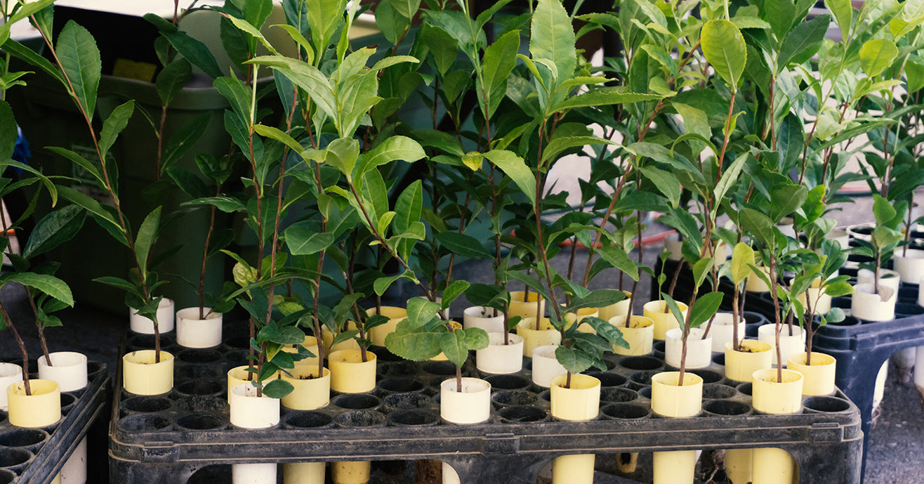 Tea saplings at Tea Fest PDX