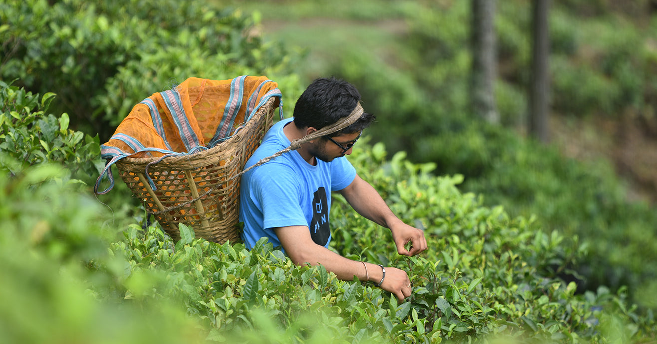 Nishchal Banskota plucking tea at the Kanchanjangha tea estate.