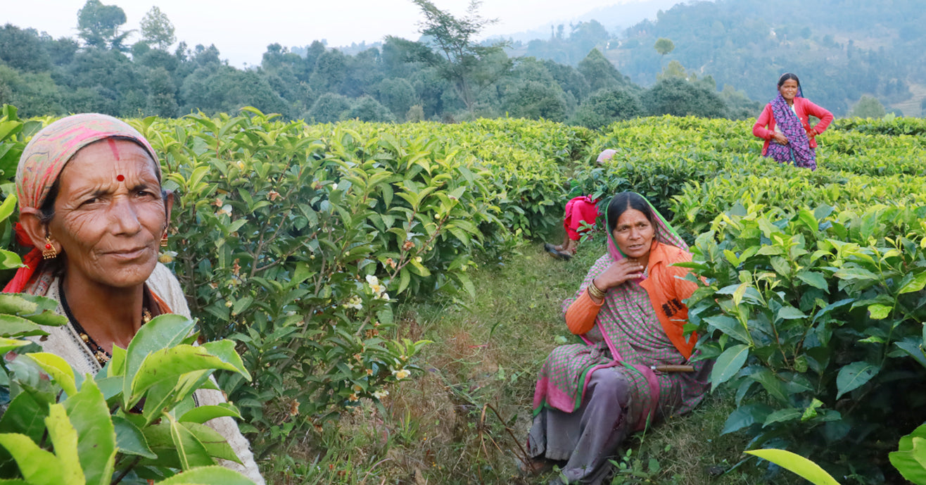 Women Tea Farmers, Sitting in Tea Fields of Kumaon, India