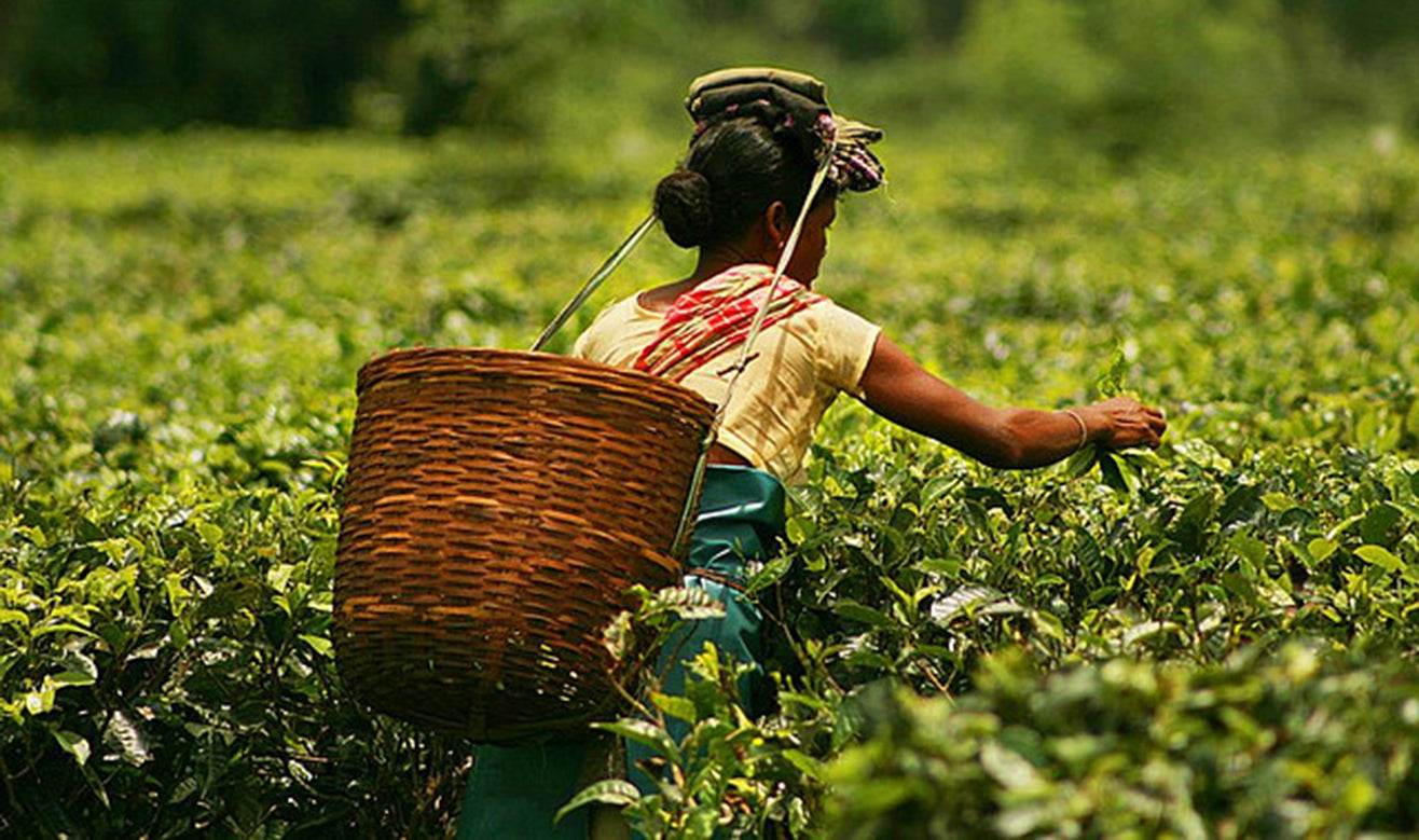 An Assamese woman with a basket on her back plucking Tea in a tea garden in Assam, photo courtesy of Akarsh Simha