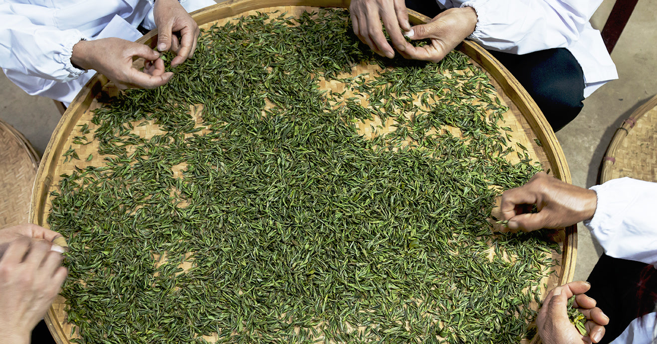 Sorting tea leaves for size and shape consistency