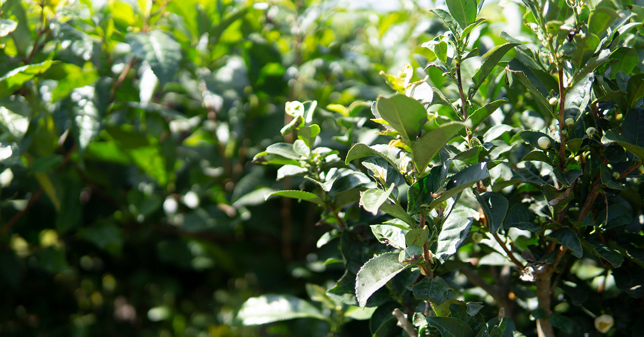 Tea Bushes in sunlight, Kumaon, India