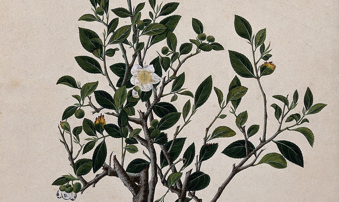 botanical drawing of camellia sinensis (tea) plant