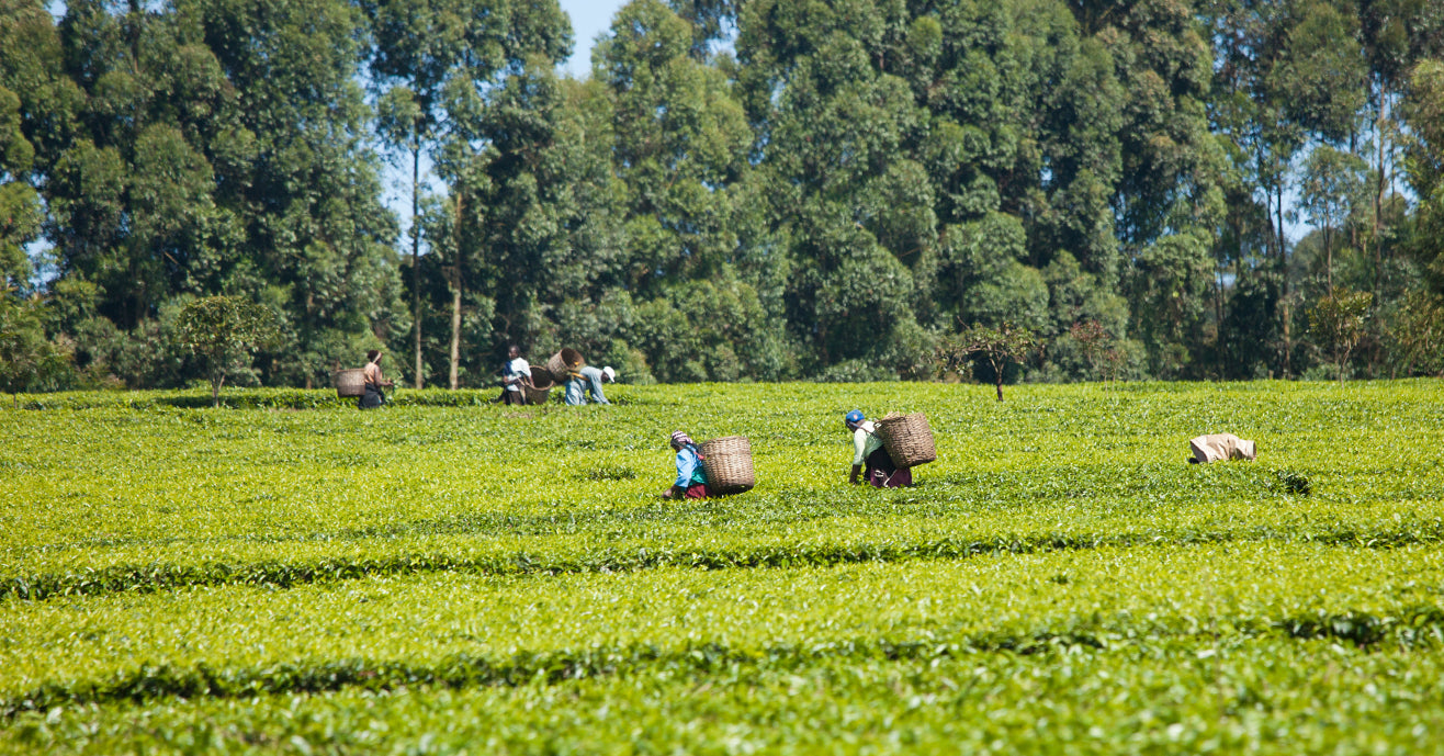 Tea Plantation In Kenya