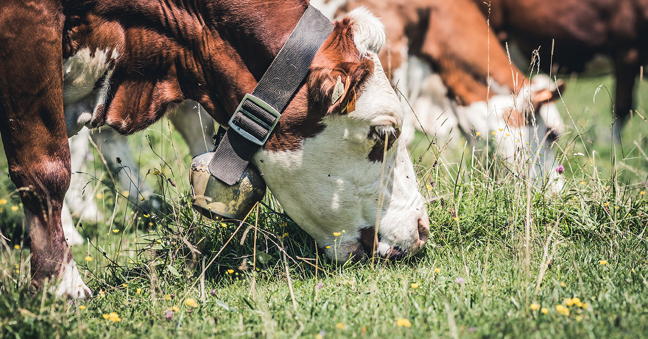 Smart Grazing, a regenerative agriculture principal 