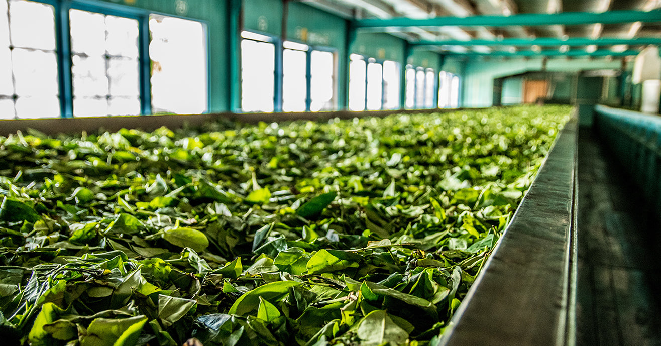 Drying tea leaves in a tea processing facility in India.