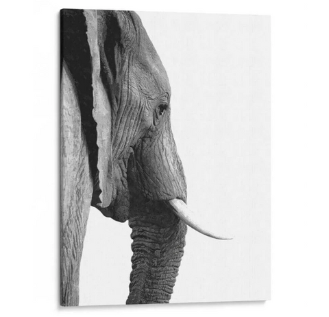 Perfil de Elefante Blanco y Negro - Alemi