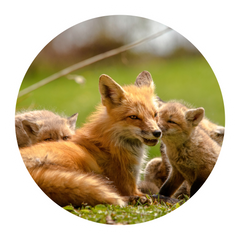 Fox with cubs
