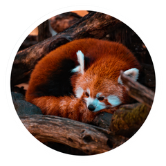 Red Panda curled up
