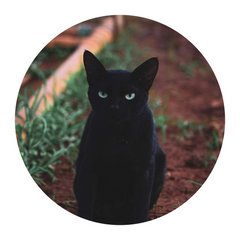 Black cat on a garden path