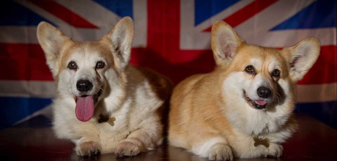 what percentage of the uk population have dogs