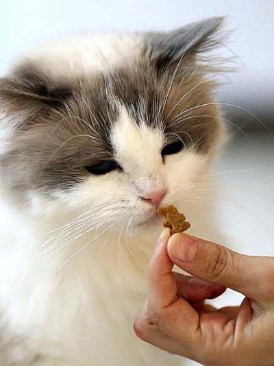 Make the treat small enough for the kitten