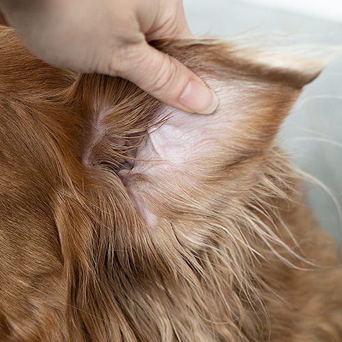 Dog Ear Infections Symptoms, Causes, and Treatments Tails 'N' Tummies