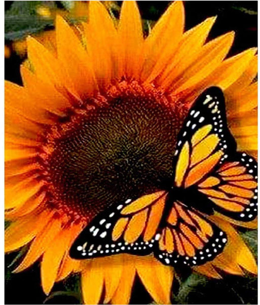 Butterfly On Sunflower Diamond Painting – Best Diamond Paintings