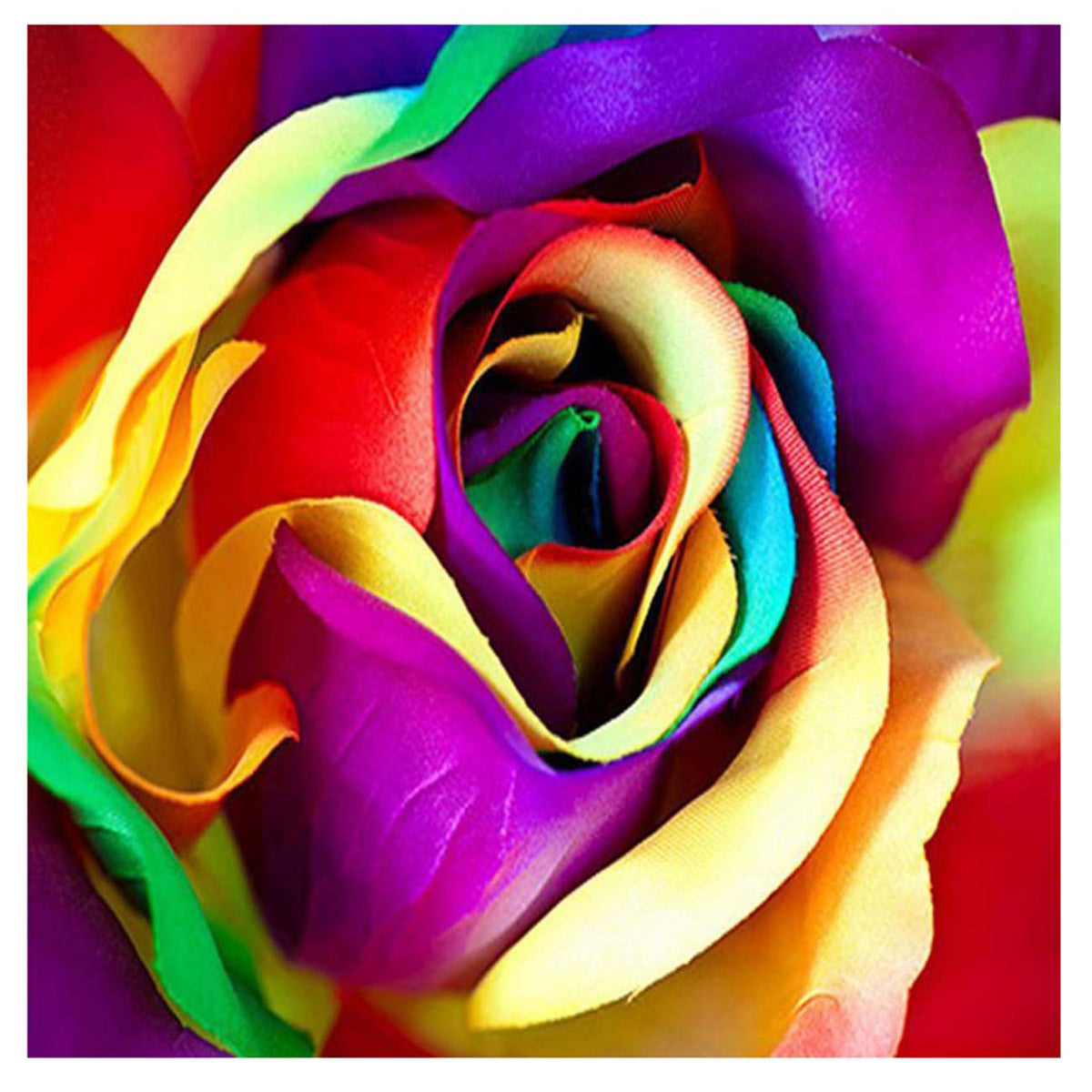 Colored Rose Flowers 5D Diamond Painting - 5diamondpainting.com – Five
