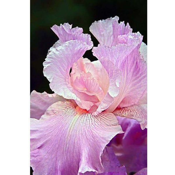 Diamond painting- Pink flower-N.574 50x70