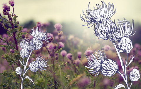 milk thistle for livers