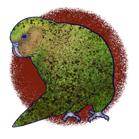kakapo illustration