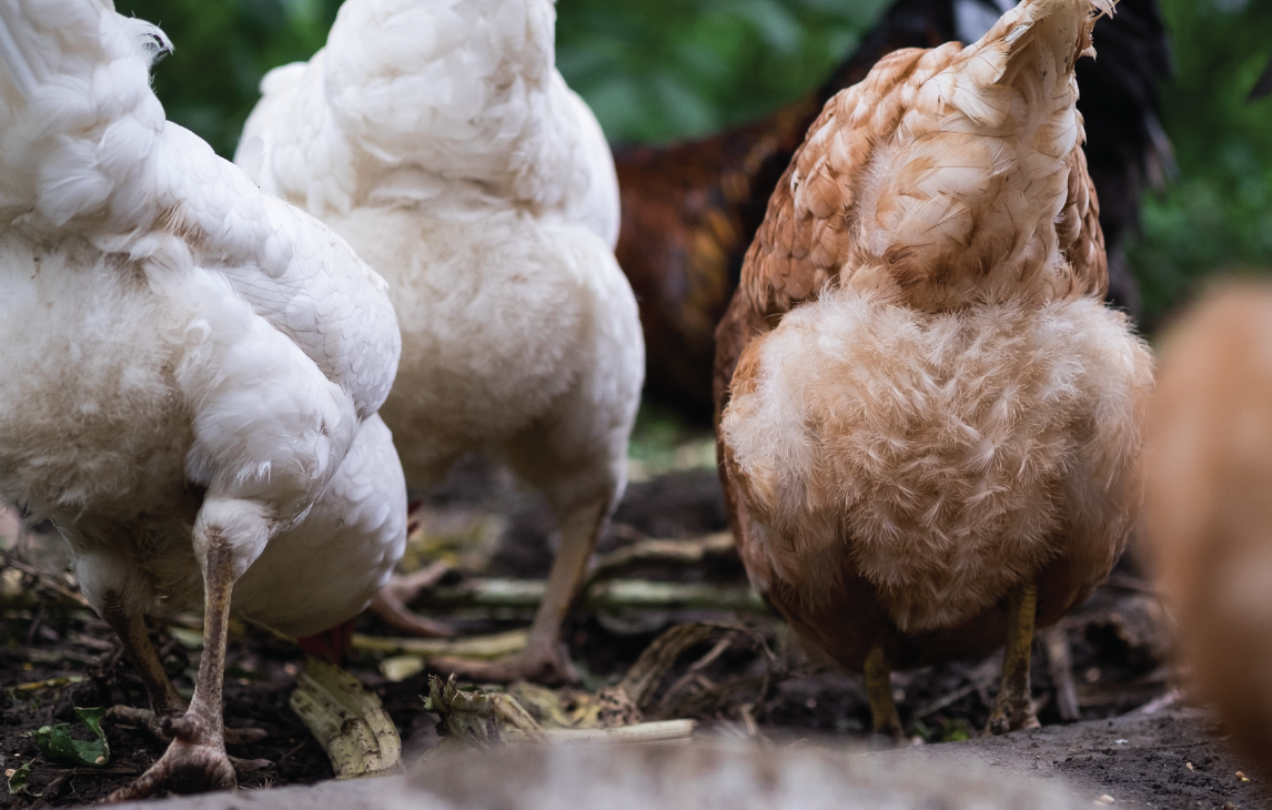 worming chickens