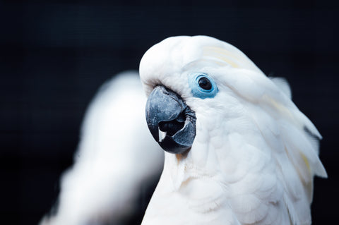 cockatoo