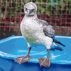 gannet