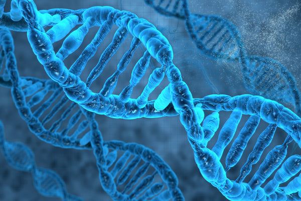 How does DNA sequencing work?