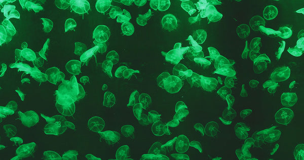 The green glow in science, green fluorescent protein