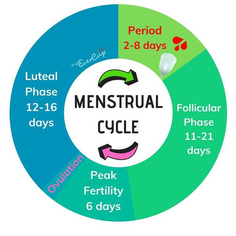 A circle with 4 sections explaining the 4 phases of a menstrual cycle