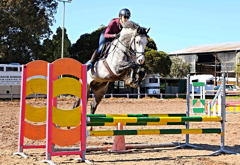 dapple grey thoroughbred jumping