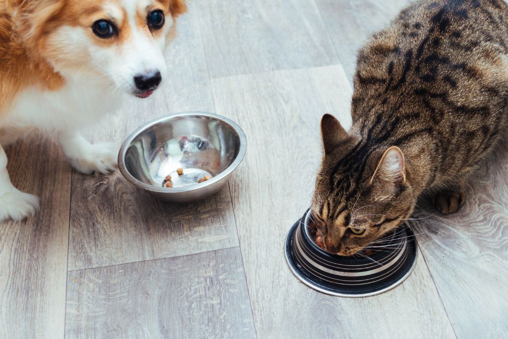 Symptoms of poor gut health in pets