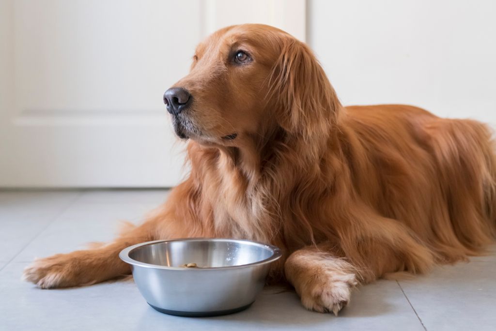 Best dog food for digestive health