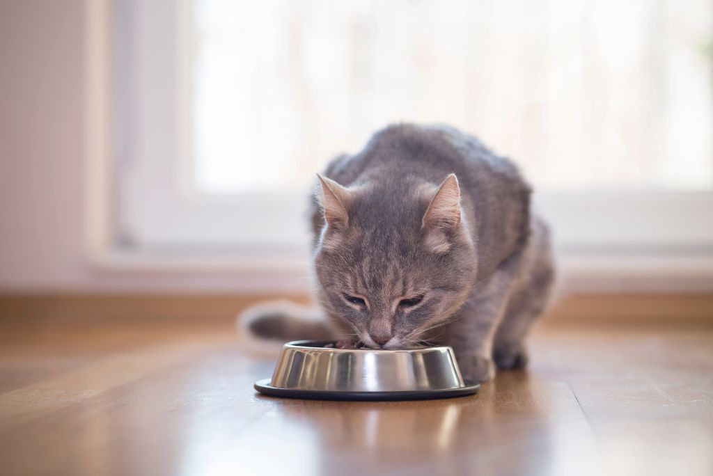 Best cat food for digestive health