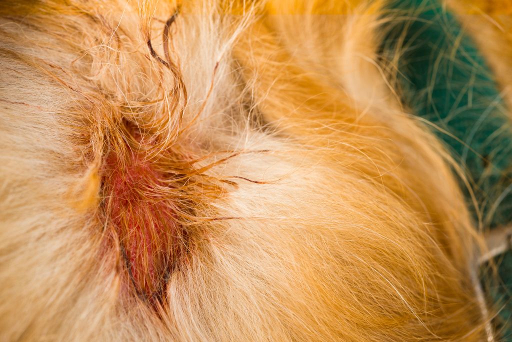 Pet skin wound care