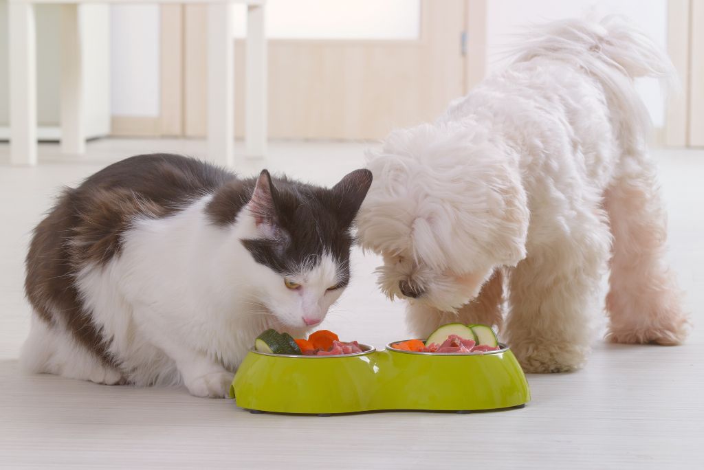 BARF diet for dogs & cats