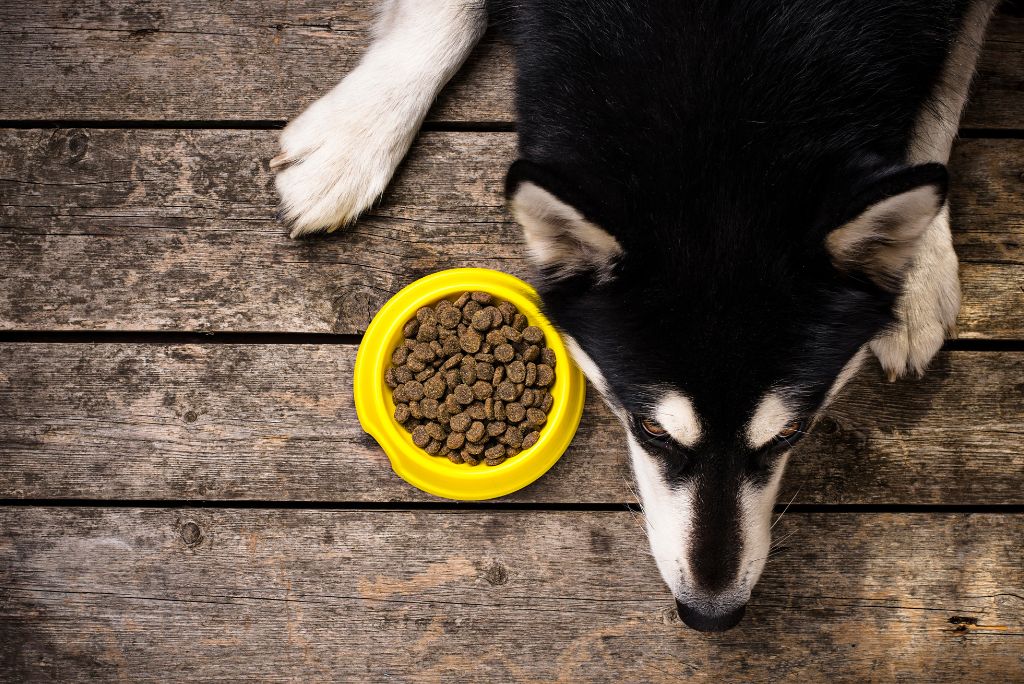 Exhausted dog near food bowl