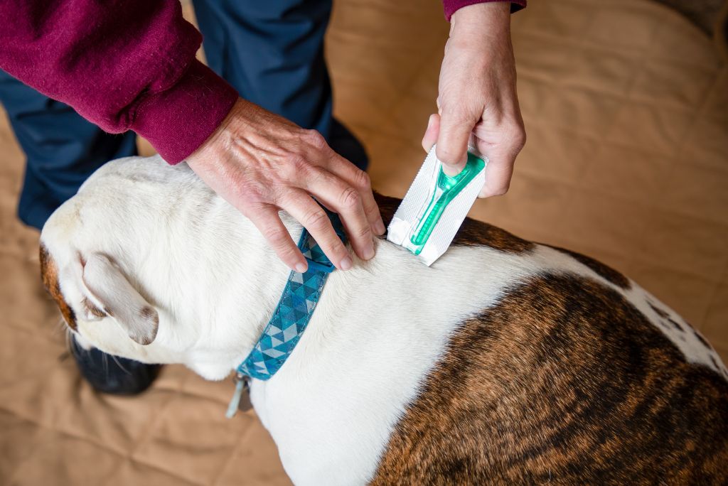 Flea treatment being applied to a dog