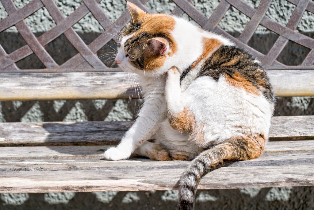 Itchy skin in dogs and cats