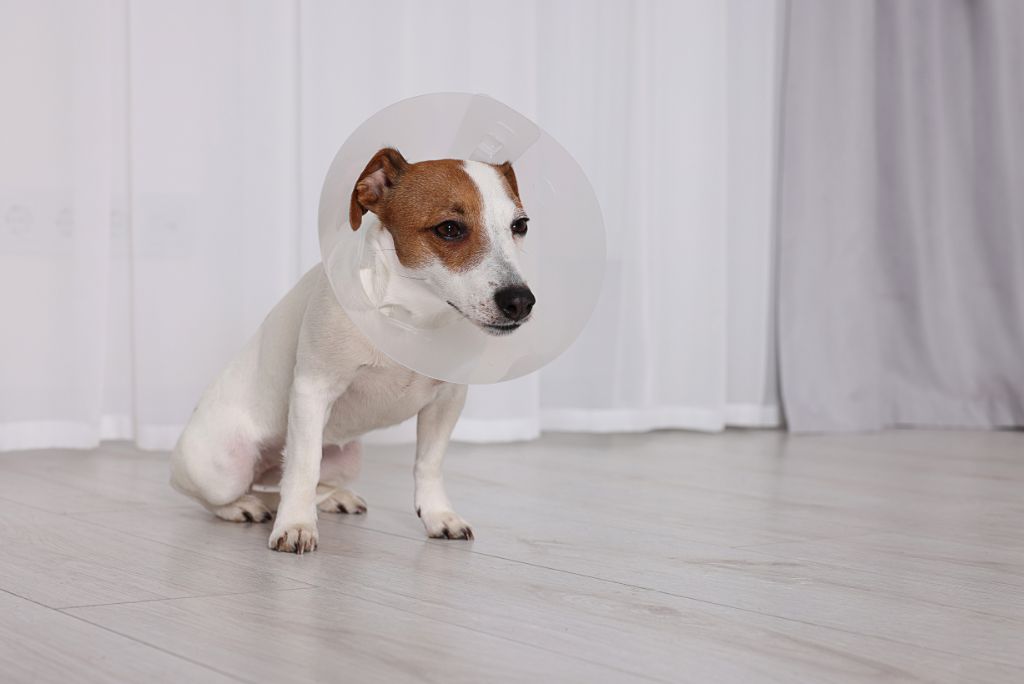 Treating hot spots in pets