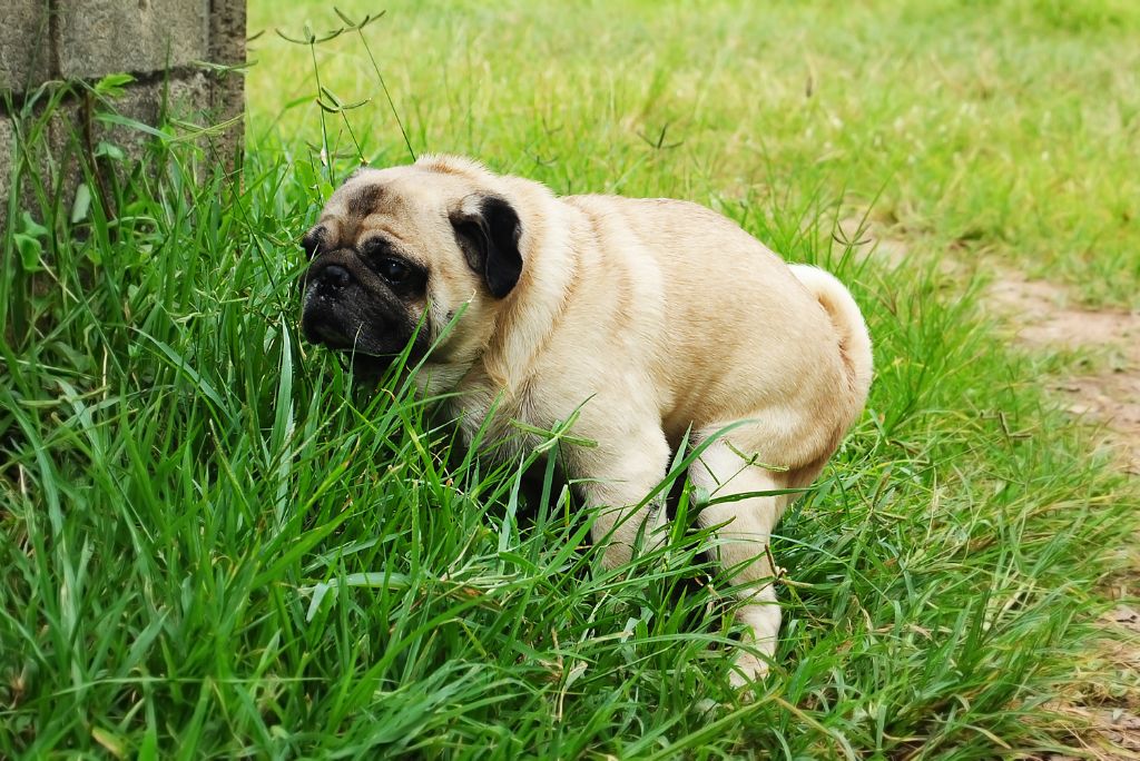 Signs of poor gut health in dogs